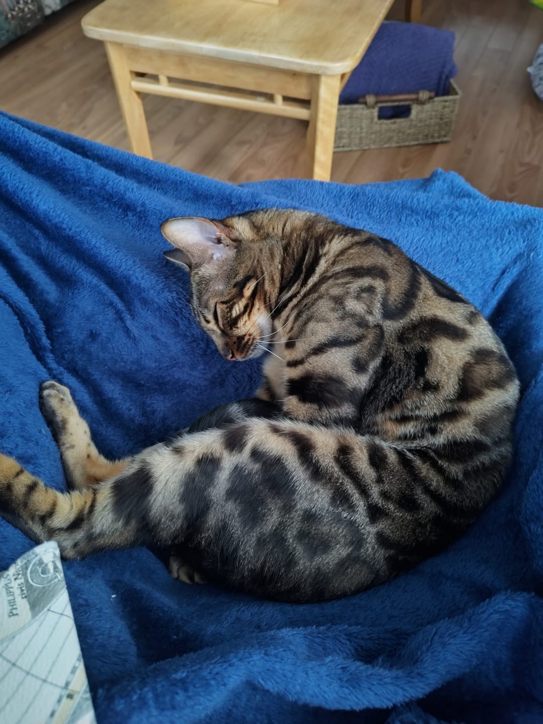 Customer photo review of COMBO GRAND STRESS pour chiens et chats: TOXY, PEASY