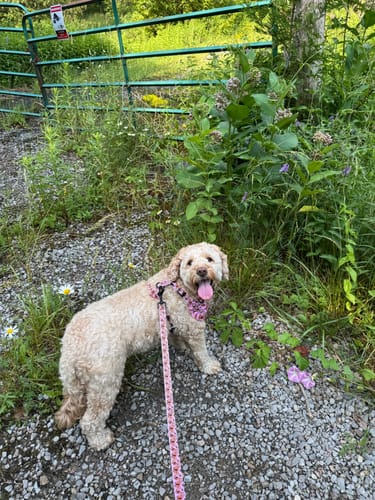 Customer photo review of Adjustable Dog Harness - Winging it