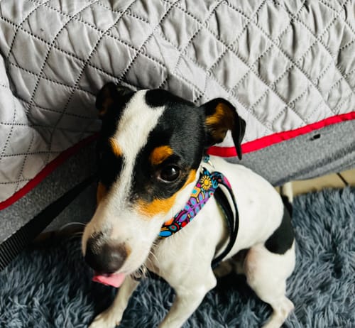 Customer photo review of Correa de paseo: Alebrije