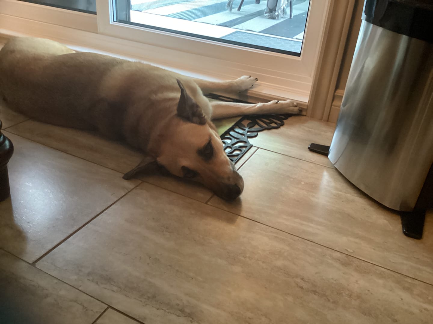 Customer photo review of COMBO TROUBLES URINAIRES pour chiens et chats : TOXY, PEASY