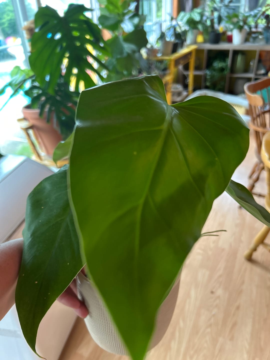 Customer photo review of Philodendron giganteum