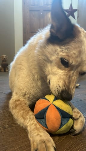 Customer photo review of Stuffies Treat Dispensing Plush Toys