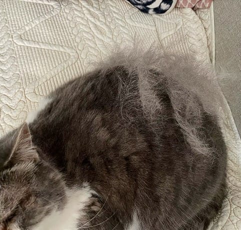 Customer photo review of Pet GroomPro™