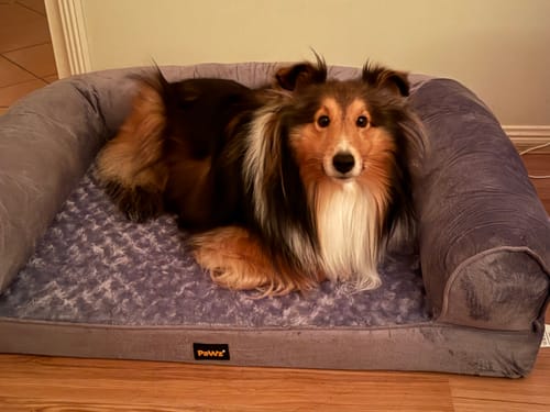 Customer photo review of PaWz Premium Pet Sofa Bed
