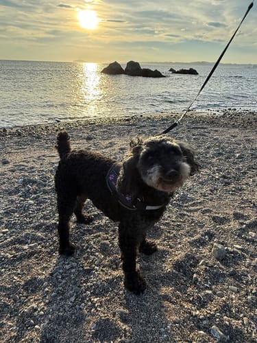 Customer photo review of FunFunPet 高機能ハーネス（お名前タグ作成サービス付き）