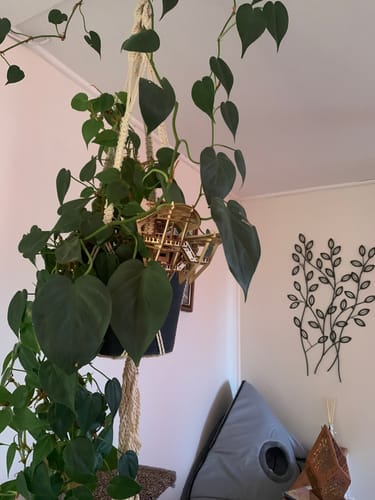 Customer photo review of Horizons Edge