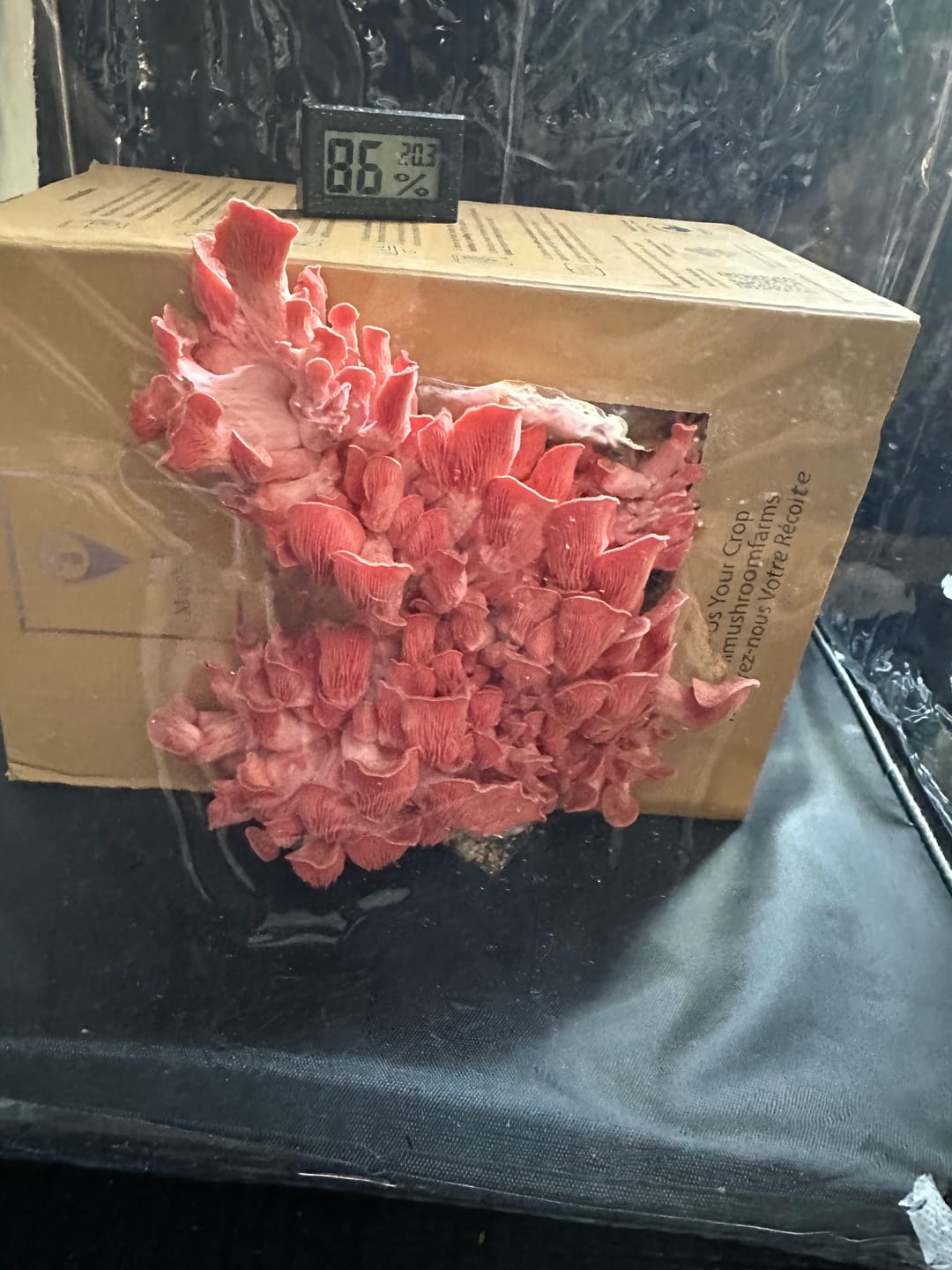 Customer photo review of Essentials Bundle Gift Set + Grow Kit