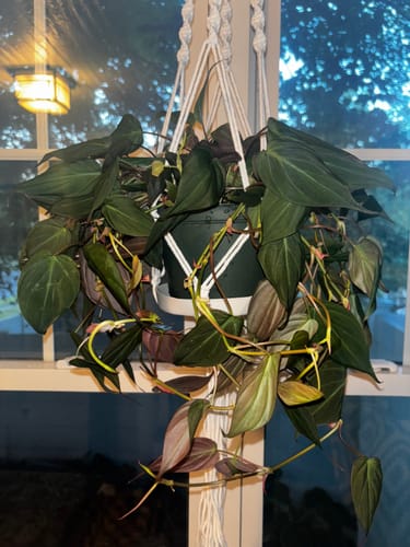 Customer photo review of Philodendron 'Velvet'
