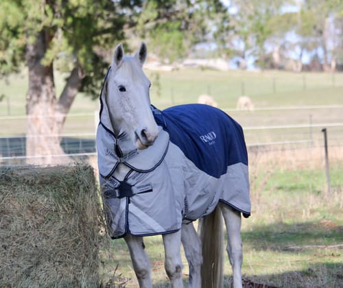 Customer photo review of Rambo Autumn Series Turnout