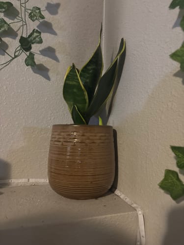 Customer photo review of Snake Plant Black Gold