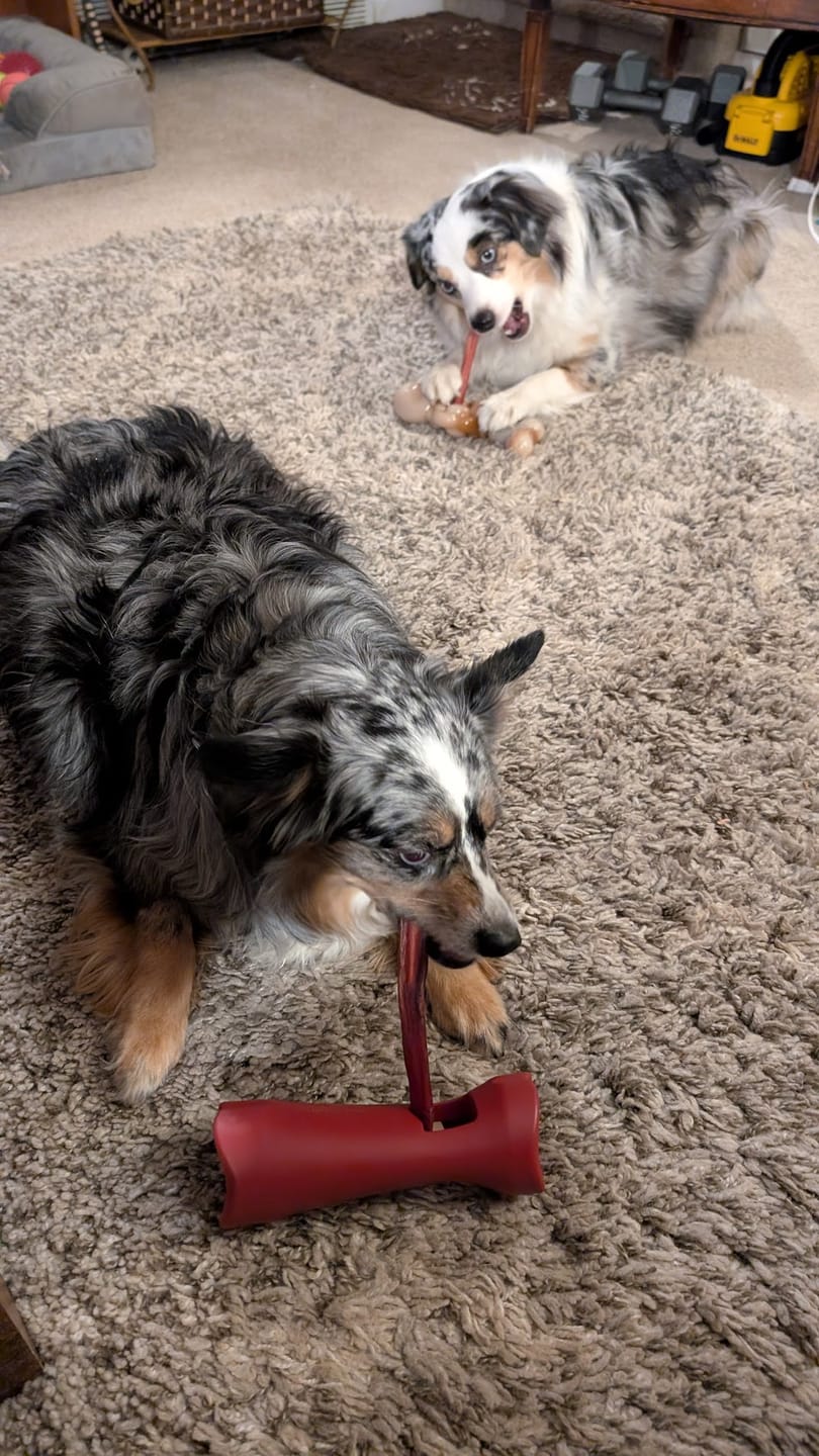 Customer photo review of Bully Stick Safety Holder