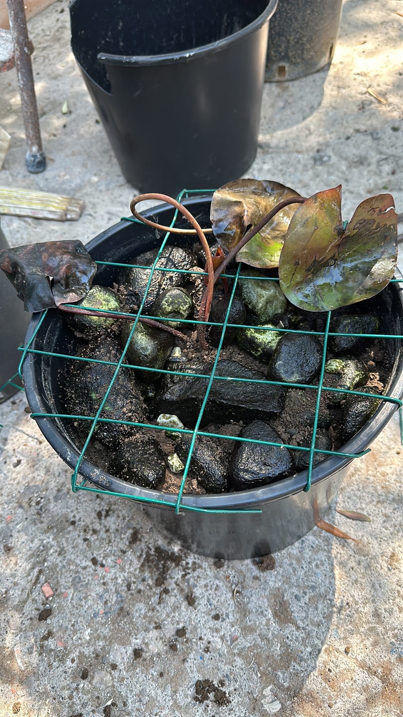 Customer photo review of Osmocote fertilizzante