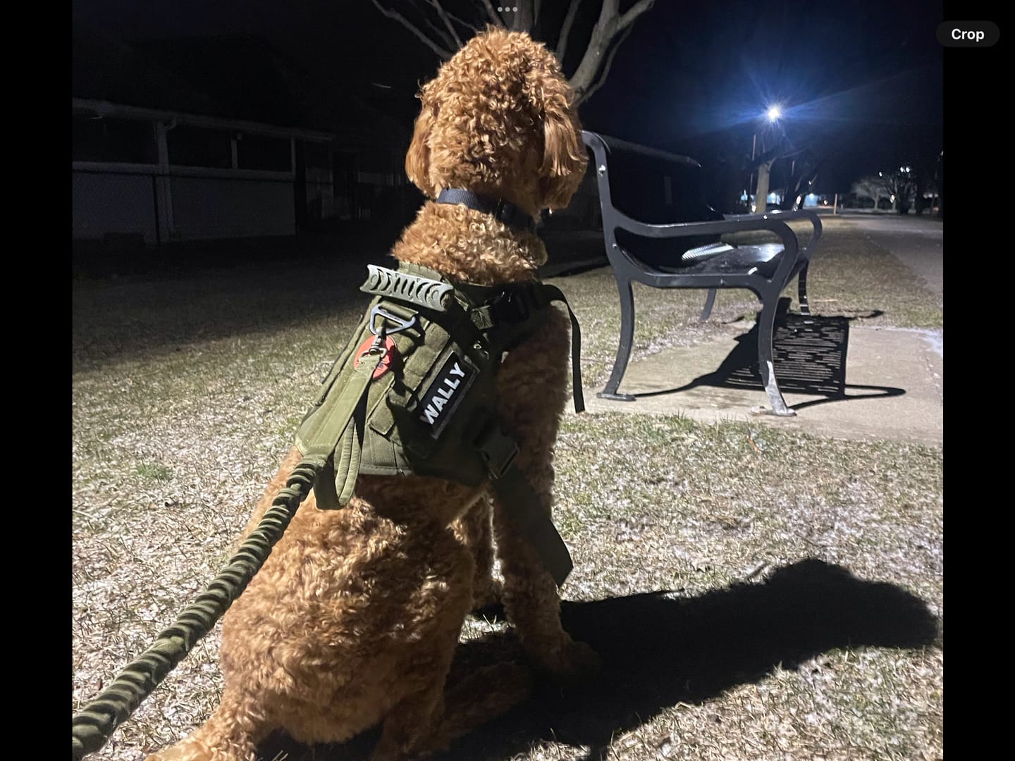 Customer photo review of Tactical Double Handle Dog Leash