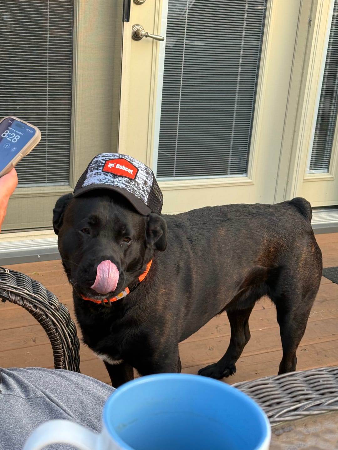 Customer photo review of 12 Inch Monster Braided Bully Stick