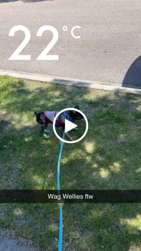 Customer video review of WagWellies® Neon Green Mojave