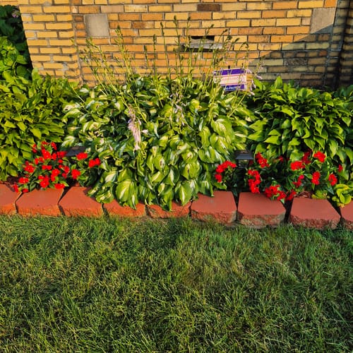 Customer photo review of Bulk 2025 Upgraded Large Impatiens Bush 24 Stems Outdoor Artificial Flowers UV Resistant Wholesale