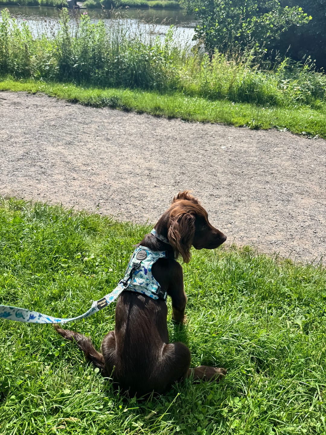 Customer photo review of Tough Trails™ Harness - Dinky Dino