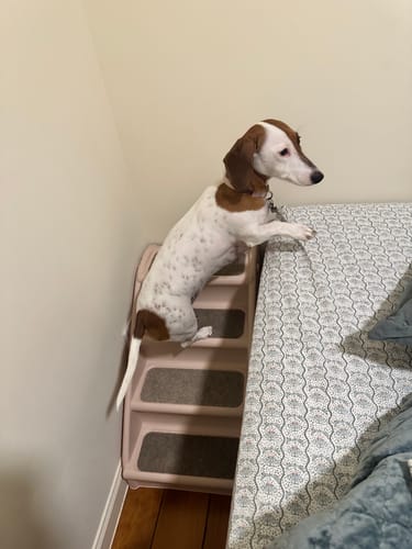 Customer photo review of PaWz Indoor Dog Steps for Bed - Foldable