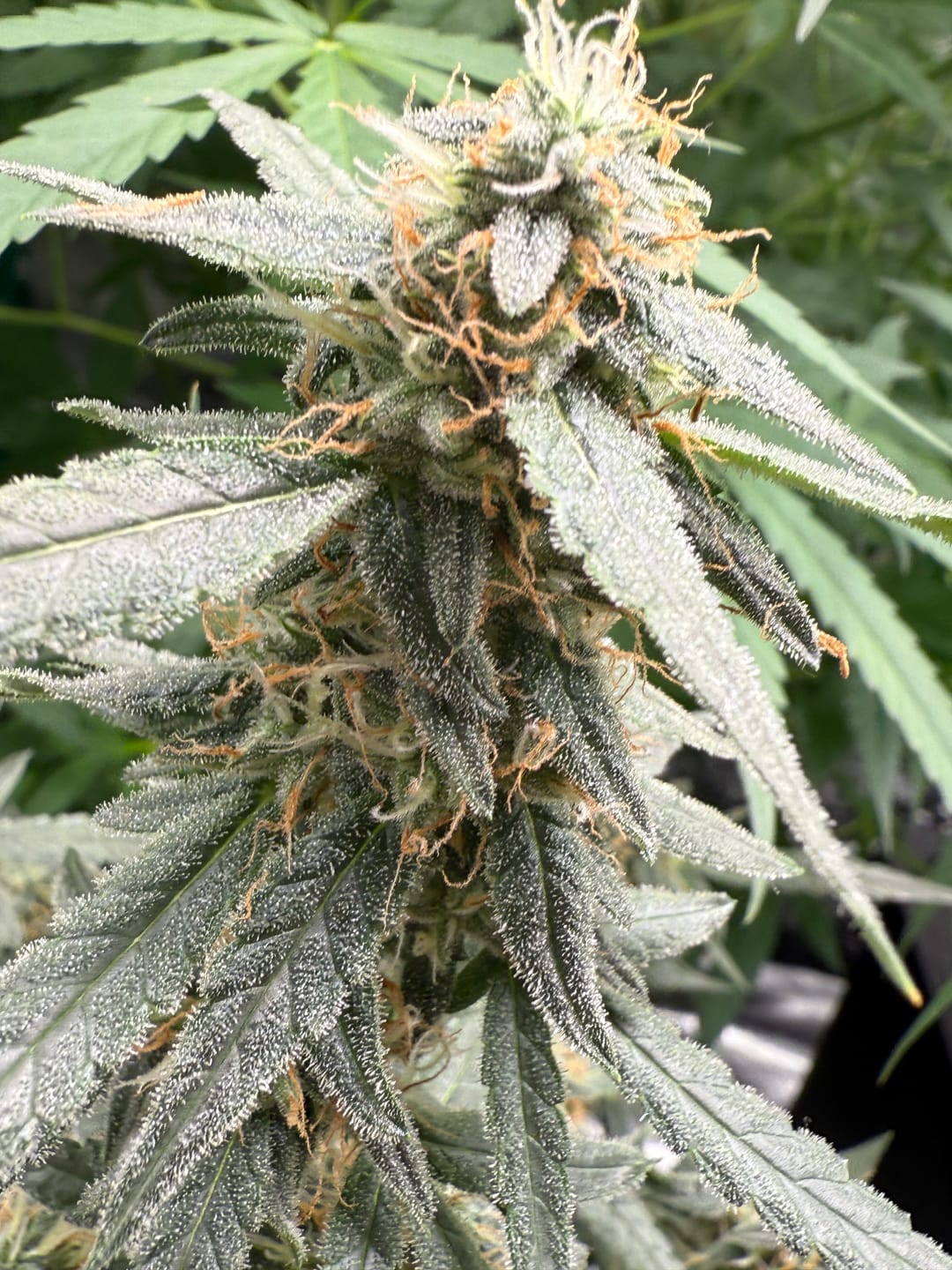 Customer photo review of Cookies F1 Cali Weed THC Samen – 50 Tage – Autoflower – Die schnellsten Cannabis Samen der Welt