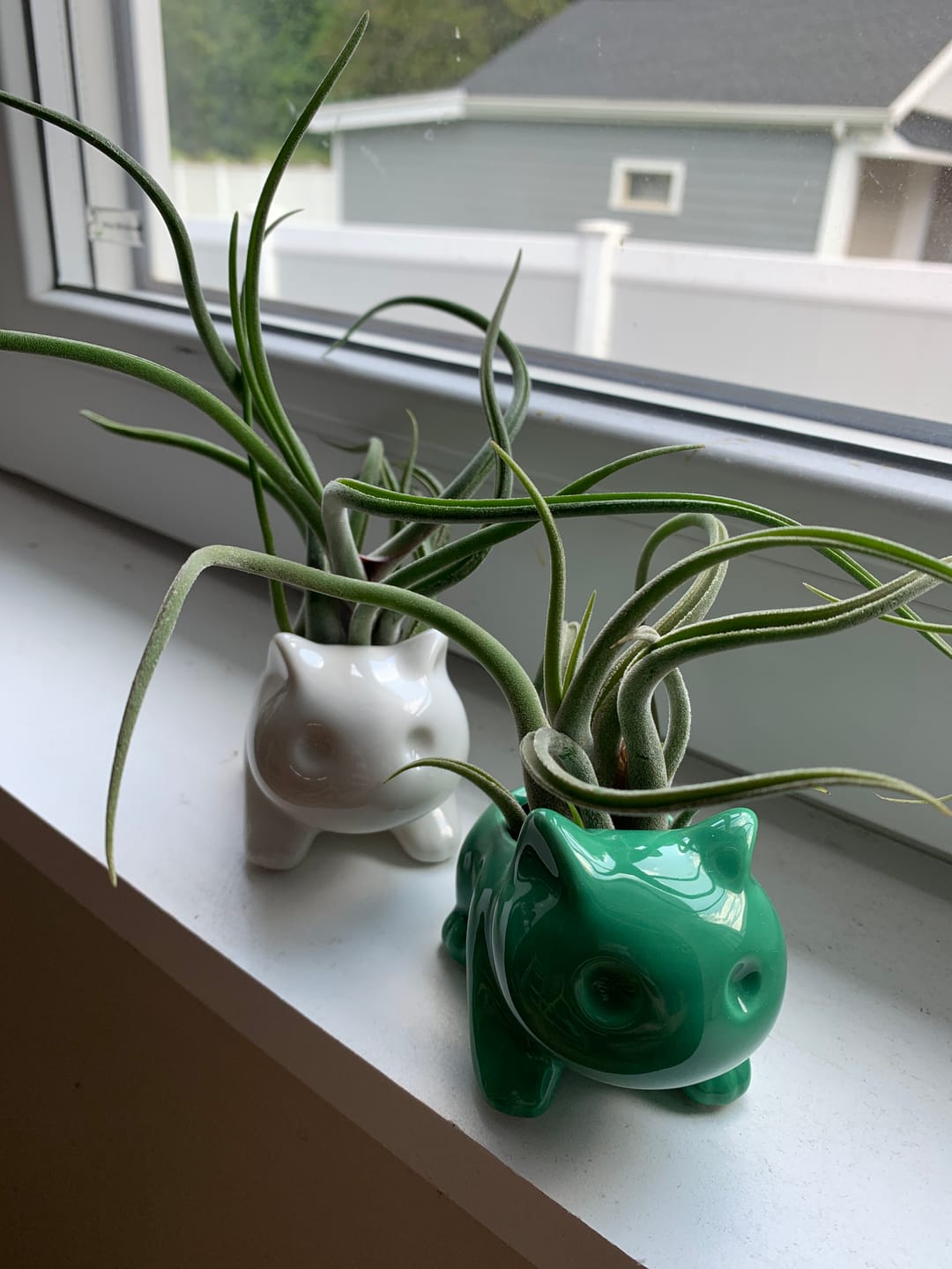 Customer photo review of Bulbasaur Planter  (Includes Drainage Hole For Non Air Plants)