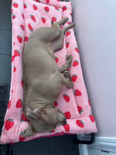 Customer photo review of Strawberry Cuddle Soft & Red Cuddle Soft Luxury Reversible Pad