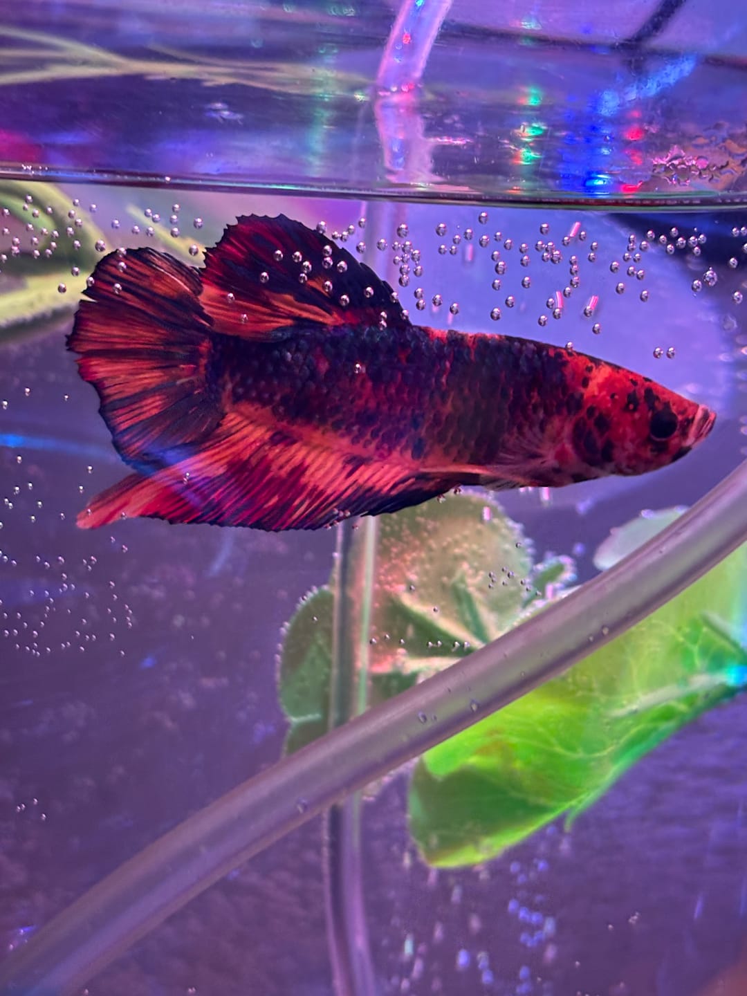 Customer photo review of Multicolor King Giant Plakat Male Betta Fish | Mystery Betta