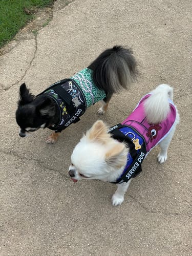 Customer photo review of FunFunPet 高機能ハーネス（お名前タグ作成サービス付き）