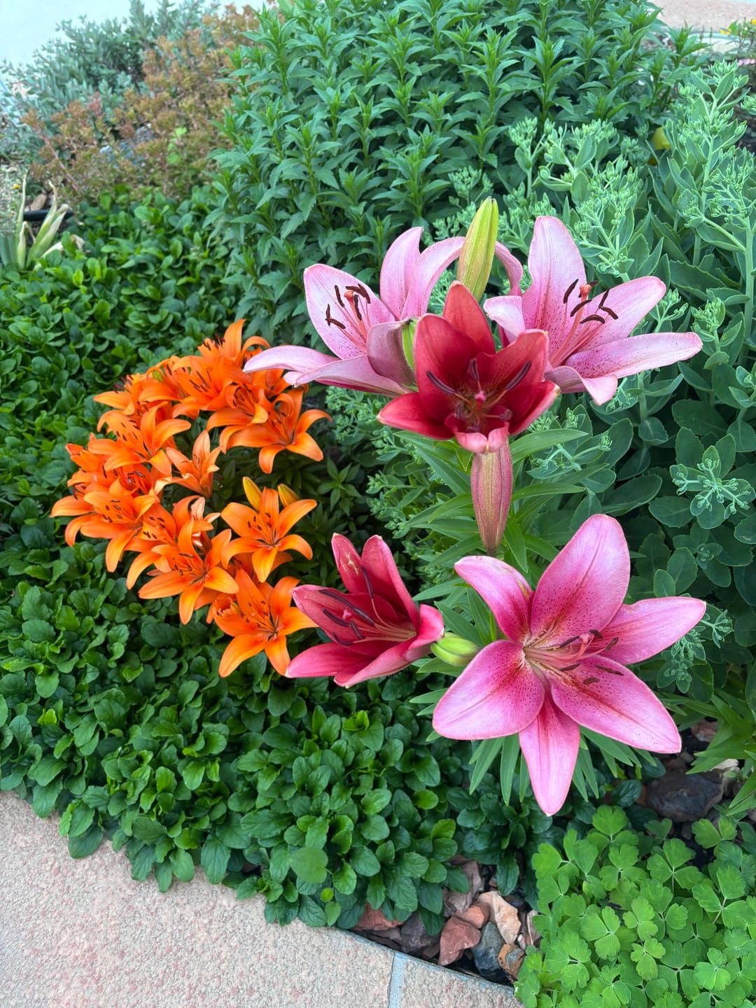 Customer photo review of Plant Care Kit
