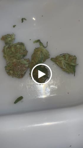 Customer video review of Oreoz - 28 Grams - Minis (Hybrid)