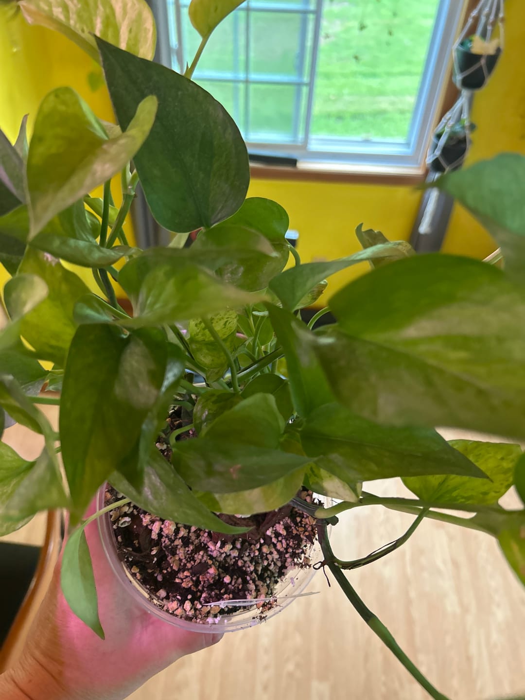 Customer photo review of Pothos Epipremnum aureum 'Jessenia'