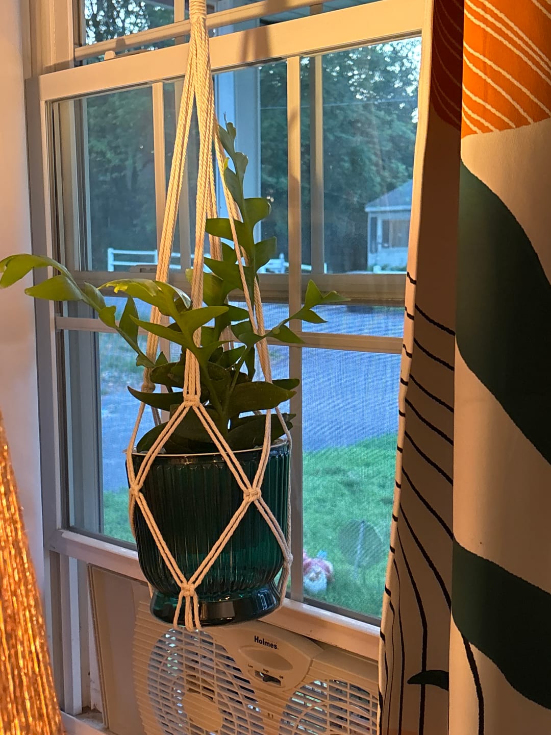 Customer photo review of Cactus Selenicereus chrysocardium "Sharktooth"