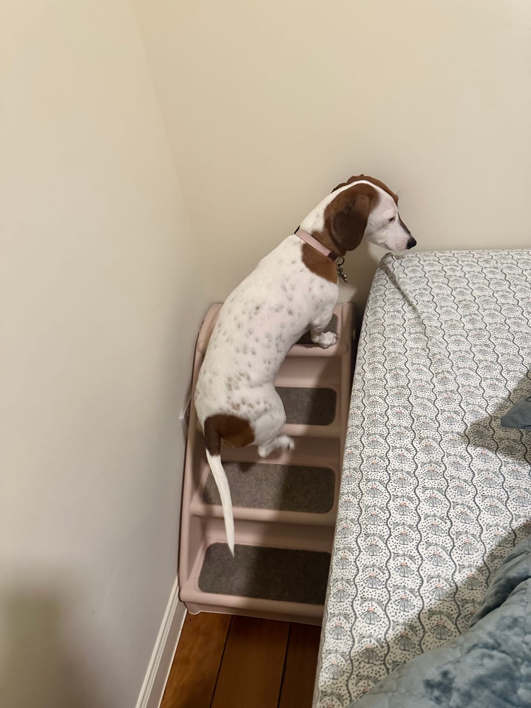 Customer photo review of PaWz Indoor Dog Steps for Bed - Foldable