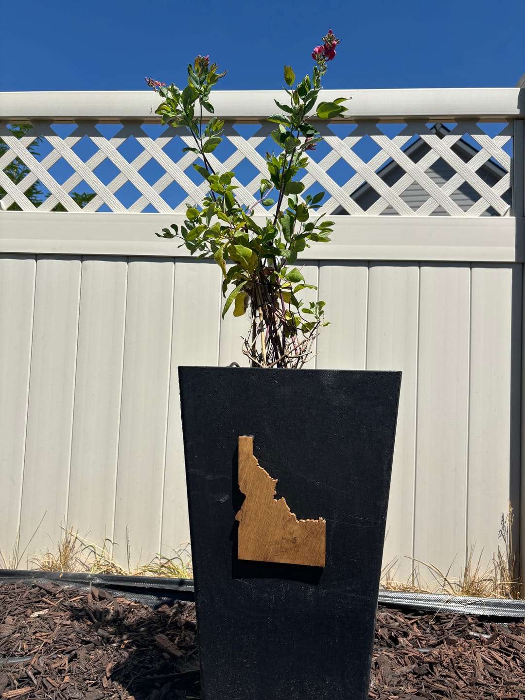 Customer photo review of Unfinished Wood Idaho Shape - State - Craft - up to 46" DIY 7" / 1/4"