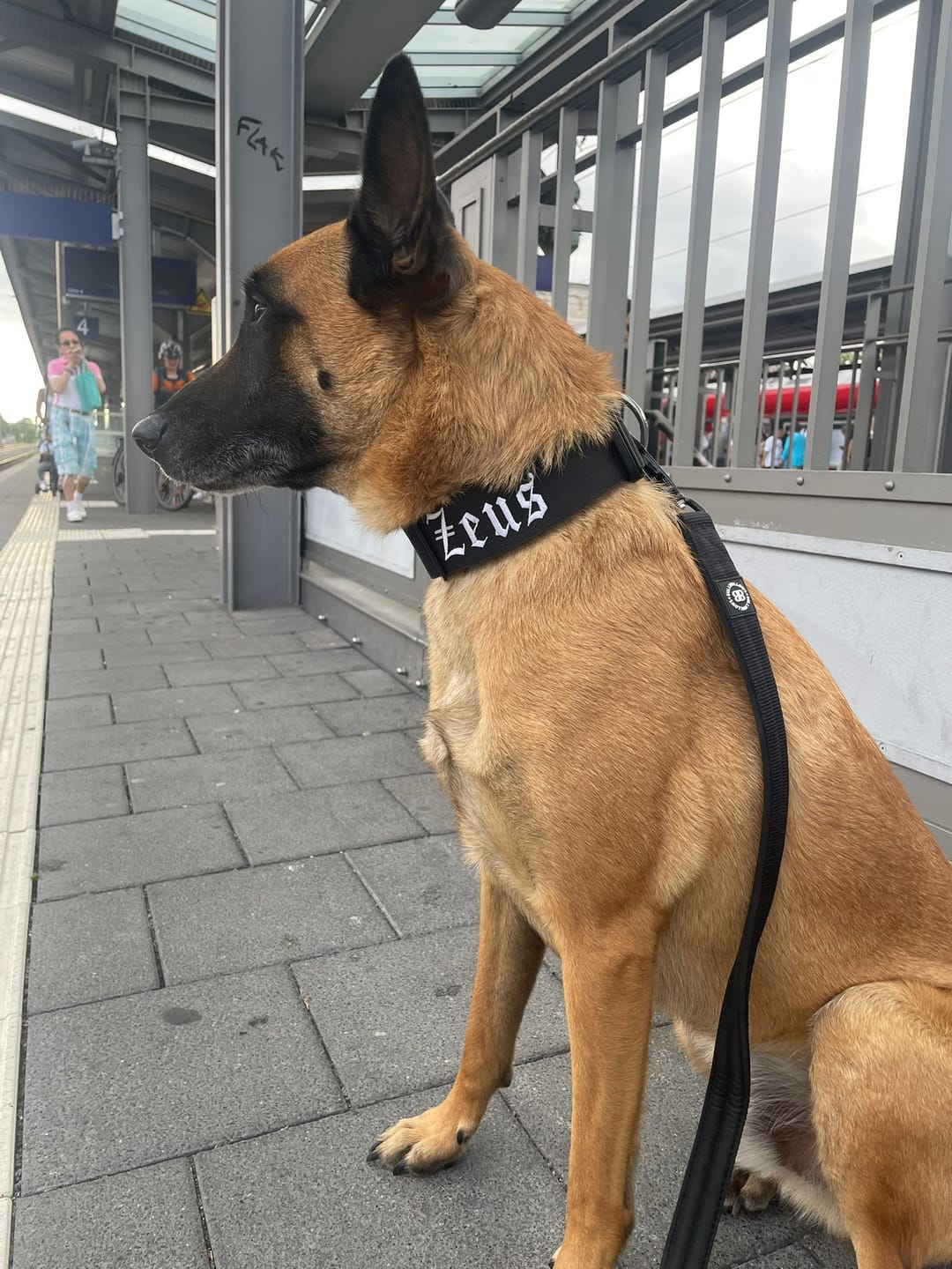 Customer photo review of 5cm Combat® Collar | With Handle & Secure Clip - Black