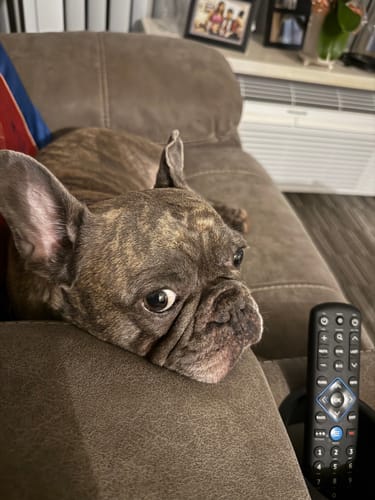 Customer photo review of Petsmont Buddy Guard Small Dog