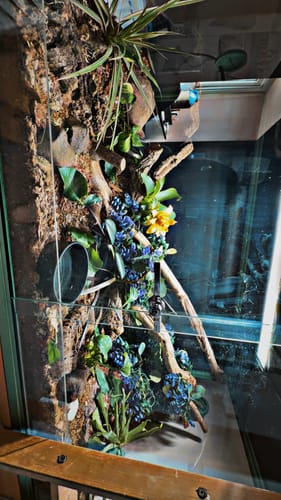 Customer photo review of 120 Gallon Bearded Dragon Enclosure 4x2x2