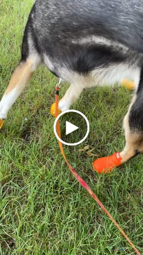 Customer video review of WagWellies® by wagwear