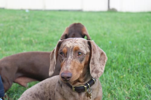 undefined review of Hand Made Leather Dog Collar - Ruthless Pink & Black (Slim Fit) image 1 out of 3