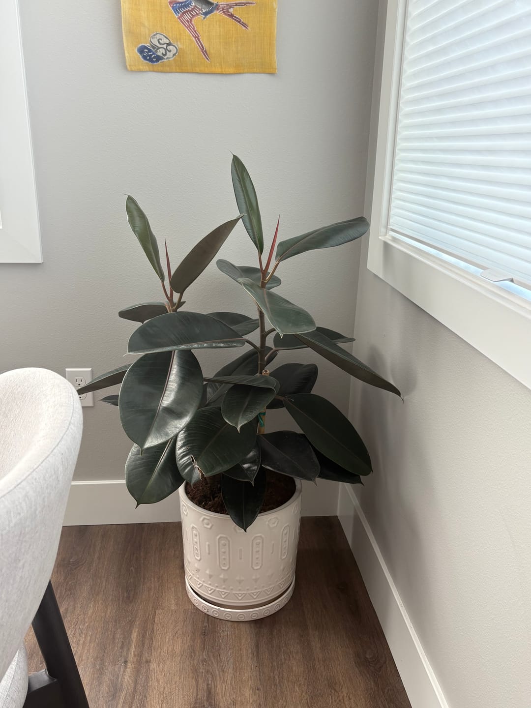Customer photo review of Ficus Burgundy Bush, Rubber Tree