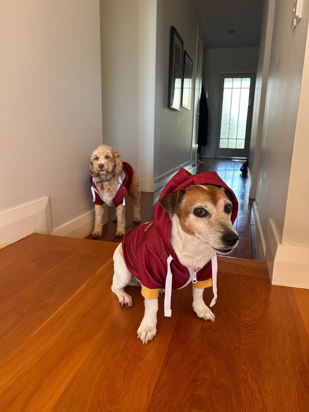 Customer photo review of AS Roma Dog Hoodie