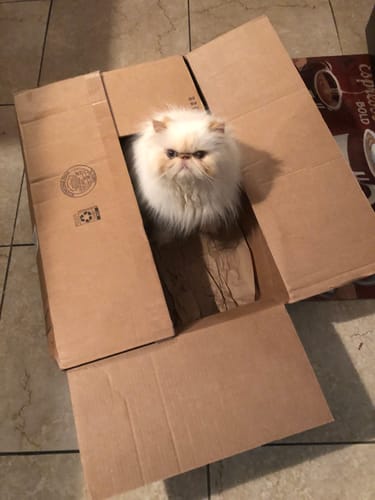 Customer photo review of Cutest Pets of the Month 2025 Photobook