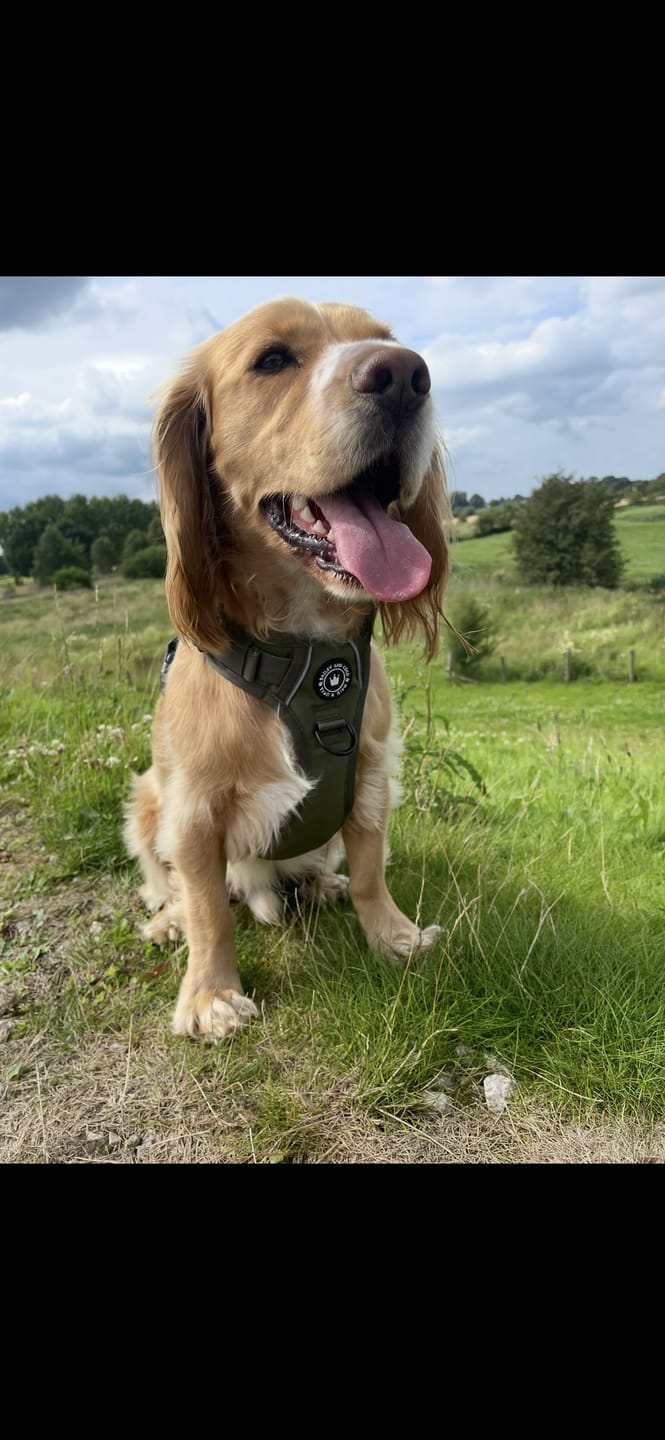 Customer photo review of Trail & Glow® Dog Harness - The Khaki One