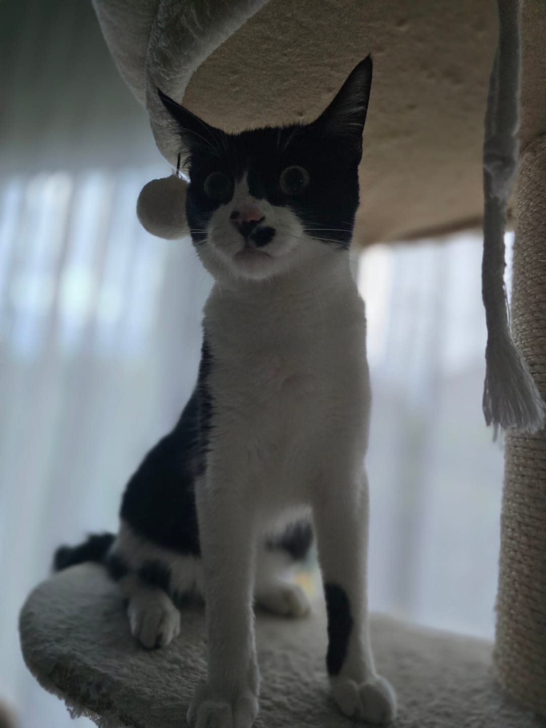 Customer photo review of Pâtées riches en bœuf & aux courgettes (chat stérilisé et chat adulte)