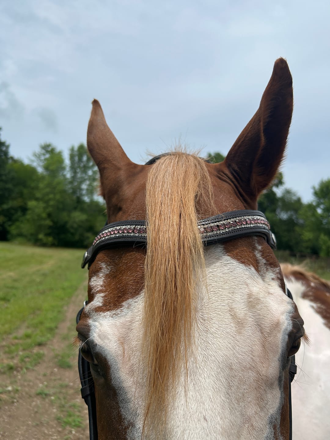 Customer photo review of Chocolate Classic Bitless Bridle