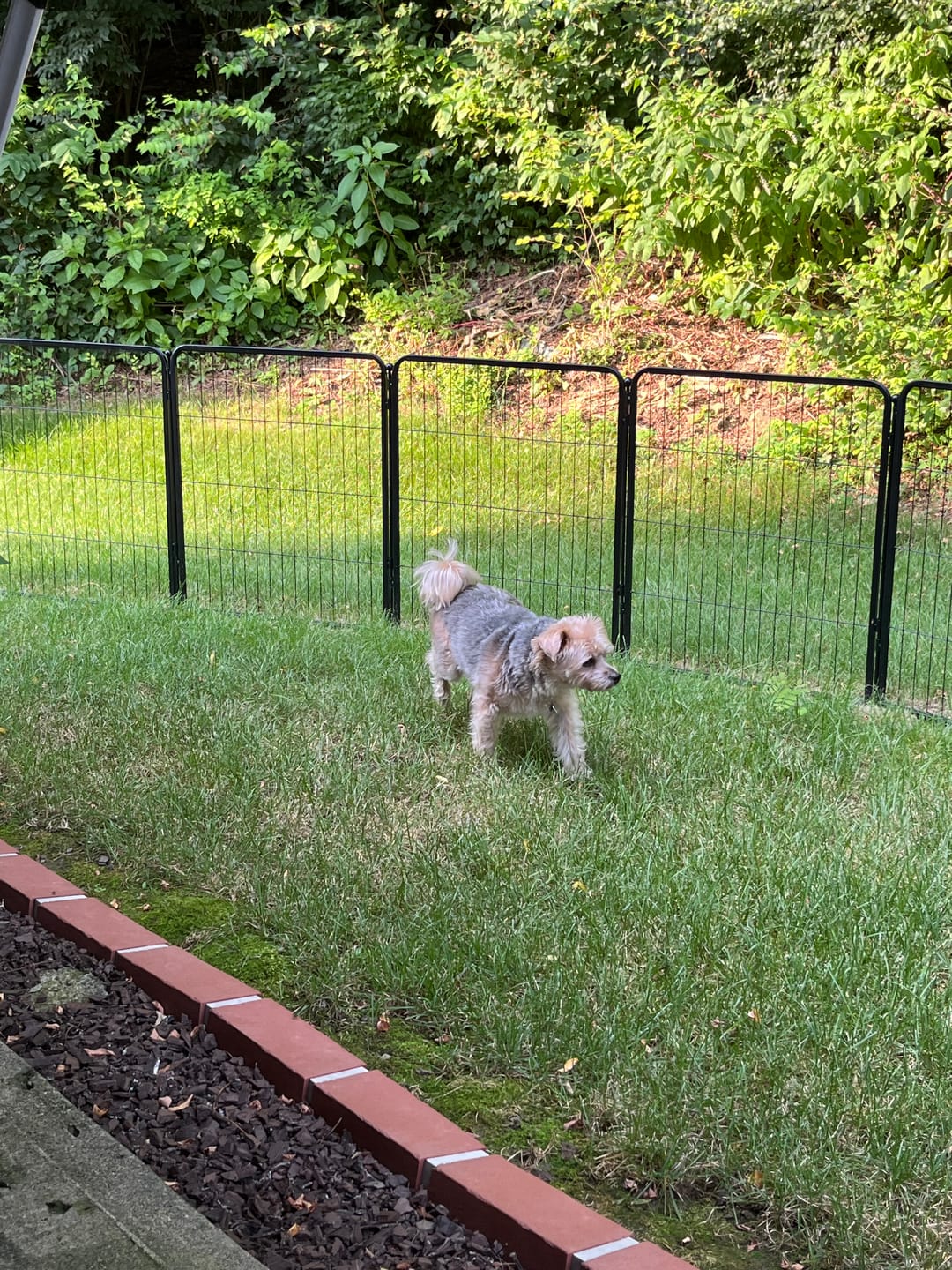 Customer photo review of Instant Dog Playpen for RV Trips
