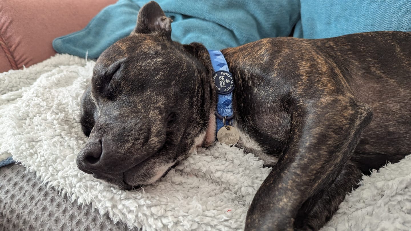 Customer photo review of Collar - Walkies Ready® Cornflower Blue