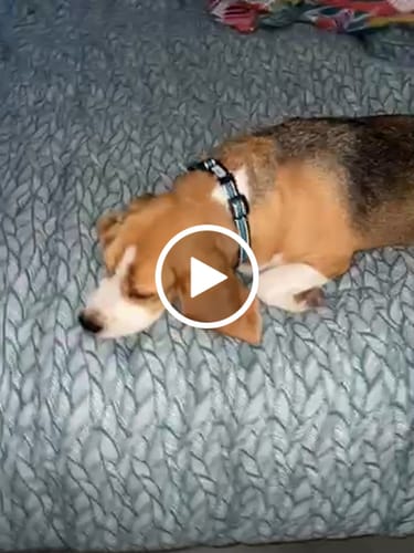 Customer video review of Collier de Dressage PuppySafe - Sans Choc Électrique