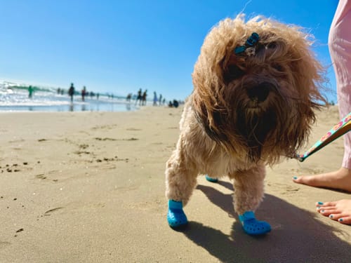 Customer photo review of WagWellies® Mojave