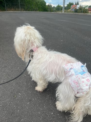 Customer photo review of DryBuddy Felcsatolható Nedvszívó Kutya Pelenka 10 darab