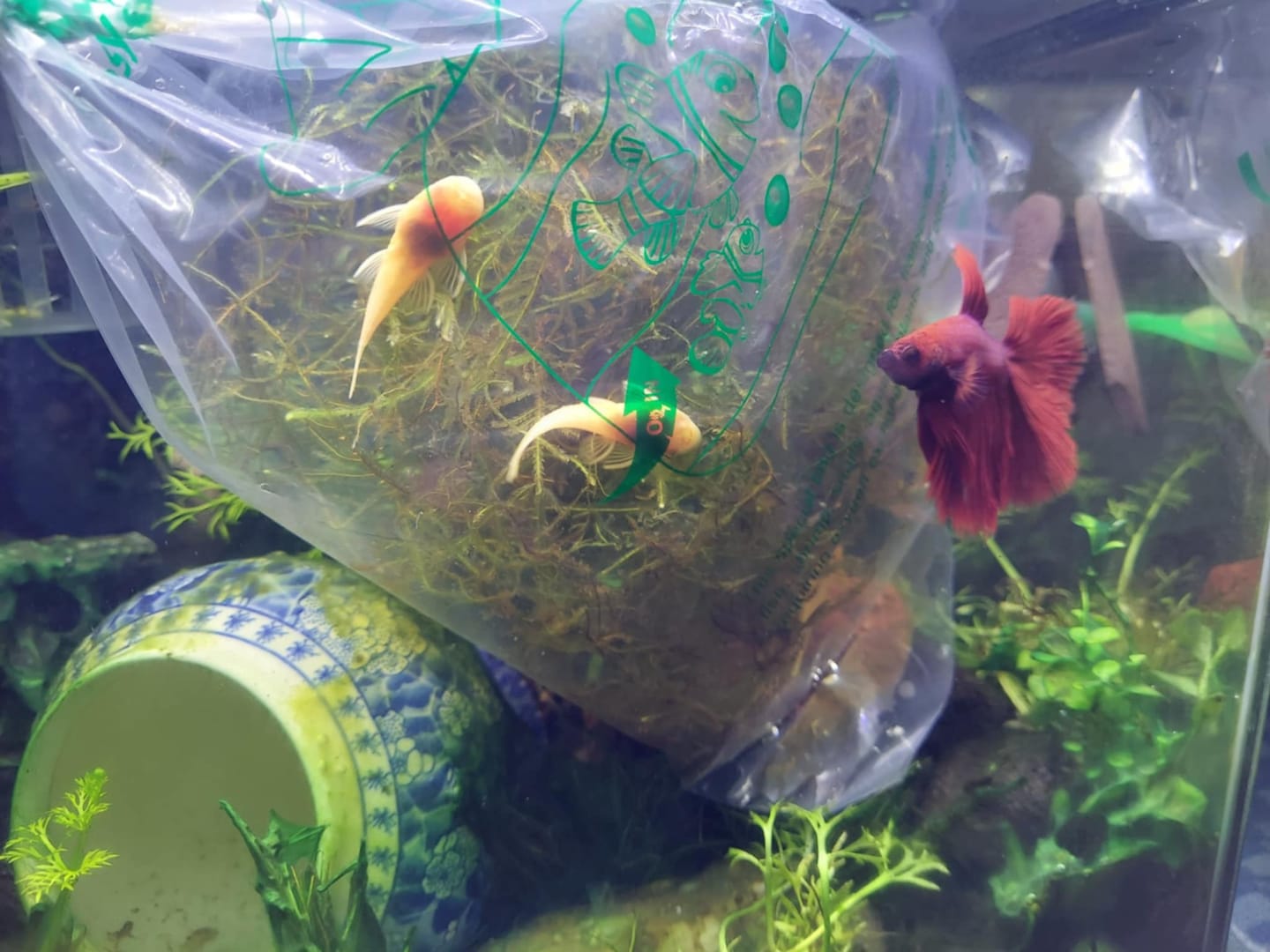 Customer photo review of L144a Blue Eye Lemon Bristlenose Pleco (2 Inches) "NEW"